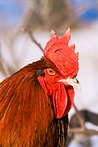 Red Dorking domestic chicken male {Gallus g domesticus} Iowa, USA.