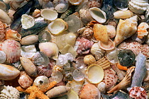 Sea shells on the sea shore, Florida, USA.