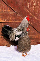 Silver pencilled wyandotte domestic chicken pair {Gallus g domesticus} in snow, USA.