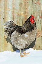 Blue orpington domestic chicken {Gallus g domesticus} in snow, USA.