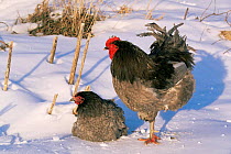 Blue orpington domestic chicken pair {Gallus g domesticus} in snow, USA.