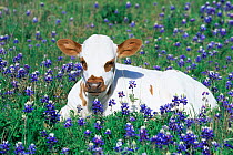Domestic Texas longhorn calf {Bos taurus} in lupin meadow, Texas, USA.