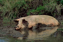 Mixed breed Domestic pig wallowing in mud {Sus scrofa domestica} USA.