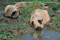 Mixed breed Domestic pigs wallowing in mud {Sus scrofa domestica} USA.