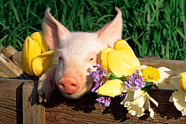 Mixed breed Domestic piglet {Sus scrofa domestica} USA.