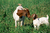 Domestic goat with kid {Capra hircus} Texas, USA.