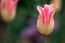 Cultivated Tulip flower {Tulipa sp} USA.