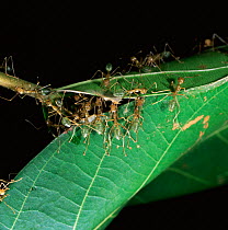 Green tree ants {Oecophylla smaragdina} rolling leaf to create nest, N Australia.