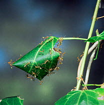 Green tree ants {Oecophylla smaragdina} rolling leaf to create nest, N Australia.