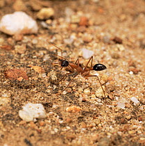 Bulldog ant worker {Myrmecia sp} showing large jaws, Western Australia.