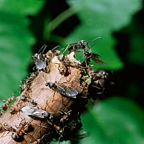Winged female wood ants {Formica rufa} leaving nest, UK.