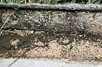 Exposed nest of Garden black ants {Lasius niger}, workers remove larvae + pupae. UK.