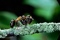 Wood ant carrying another {Formica rufa} note curled body of carried ant. UK.