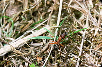 Slave-making ant {Formica sanguinea} carrying 'slave' Negro ant {F fusca}, UK.
