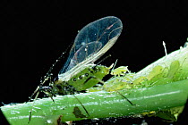 Winged female aphid {Aphididae} giving birth to young, UK.