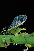 Winged female aphid {Aphididae} giving birth to young, UK.