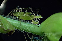 Female aphid {Aphididae} giving birth to young, UK.