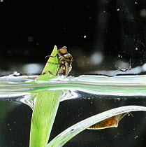 Newly emerged Black fly adult {Simulium sp} with aquatic pupa on water grass, UK.