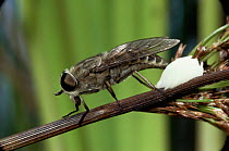 Female horsefly {Tabanus sp} laying eggs on water rush over stagnant pond, UK.