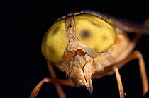 Close up of head of Horsefly {Tabanus sp}, UK.