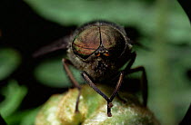 Close up of head of male horsefly {Tabanus distinguendus} UK.