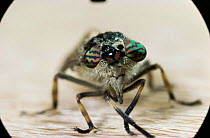 Close up of horsefly or cleg fly {Haematopota pluvialis}. UK.
