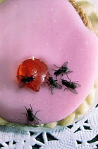 Common house flies {Musca domestica} on iced cake, UK.