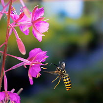 Saxony wasp {Dolichovespula saxonica} drone flying to Rosebay flower, UK.