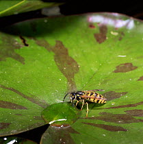Saxony wasp {Dolichovespula saxonica} drinking water from lilypad, UK.