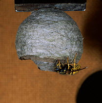 Saxony wasp queen building nest {Dolichovespula saxonica}, UK.
