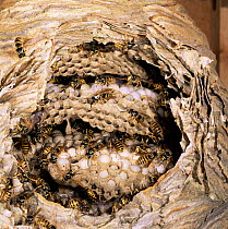 Nest of Saxony wasp {Dolichovespula saxonica} exposed to show workers tending