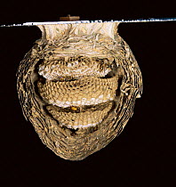 Nest of Saxony wasp {Dolichovespula saxonica} exposed to show interior, UK.