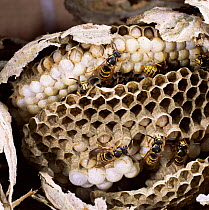 Nest of Saxony wasp exposed to show workers tending larvae + eggs. UK.