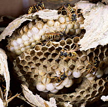 Nest of Saxony wasp exposed to show workers tending larvae + eggs. UK.
