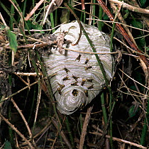 Median / French wasp {Dolichovespula media} nest with workers ready to attack, Europe