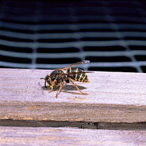 Median / French wasp worker collecting wood pulp for nest {Dolichovespula media} Europe