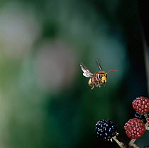 Hornet {Vespa crabro} flying towards blackberries, UK.