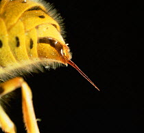Close up of sting of common wasp {Vespula vulgaris}, UK.