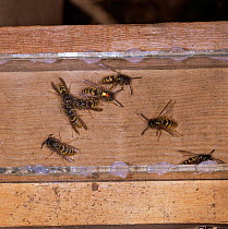 Common wasps {Vespula vulgaris} at nest entrance. One paint marked. UK.