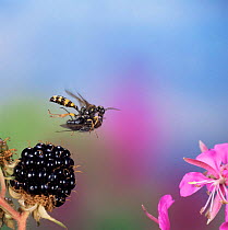 Hunting / Field digger wasp {Mellinus arvensis} flying with bluebottle prey, UK.