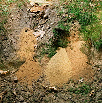 Spoil heaps outside hunting / field digger wasp burrows in sand bank, UK.