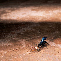 Spider hunting wasp {Pompilidae} with spider prey {Agriope sp}, East Africa.