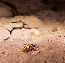 Female bee killer wasp {Philanthus triangulum} with honey bee prey makes nesthole.