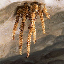 Paper wasps' nest {Ropalidia sp}, Northern Australia.