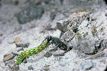 Sand wasp {Ammophila pubescens} takes caterpillar prey to burrow. UK.