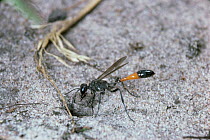 Sand wasp {Ammophila pubescens} plugs burrow entrance before hunting. UK.
