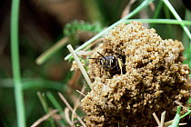 Hunting / field digger wasp {Mellinus arvensis} female at burrow entrance, UK.