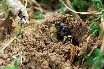 Hunting / field digger wasp {Mellinus arvensis} female takes fly prey into burrow, UK.