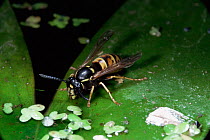 Red wasp {Vespula rufa} drinking from lilypad, UK.
