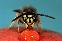 Common wasp {Vespula vulgaris} worker feeding on syrup, UK.